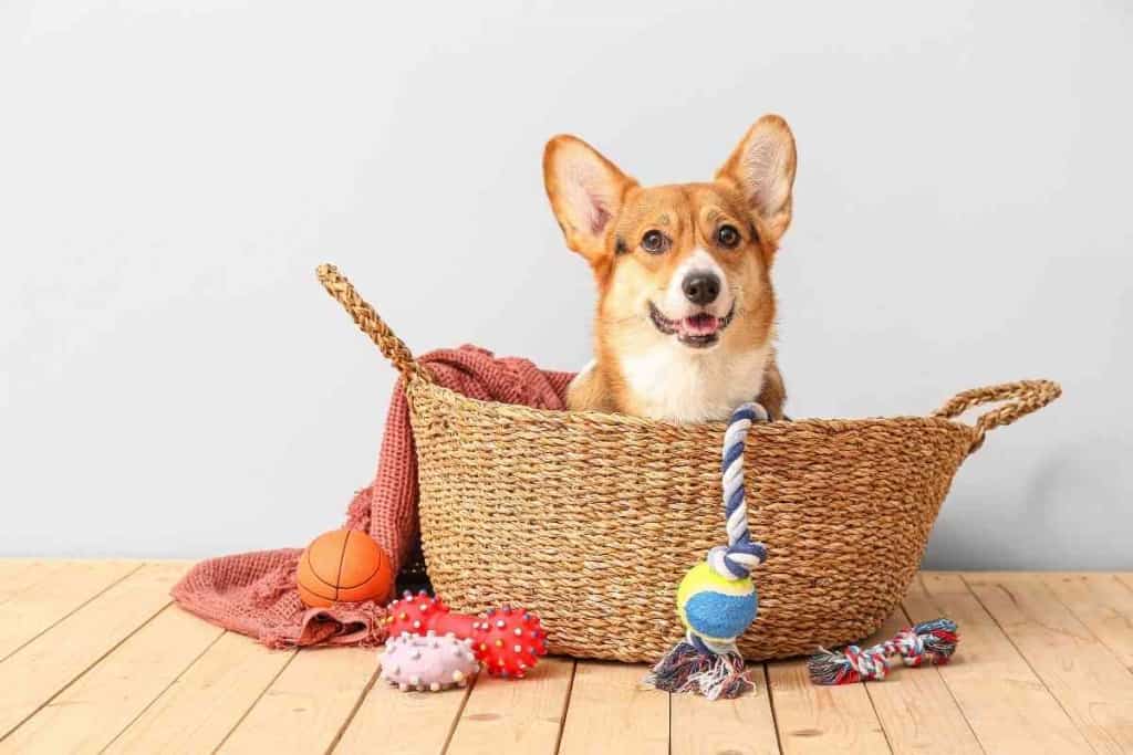 Corgi Product Roundup 1 Corgi Product Roundup