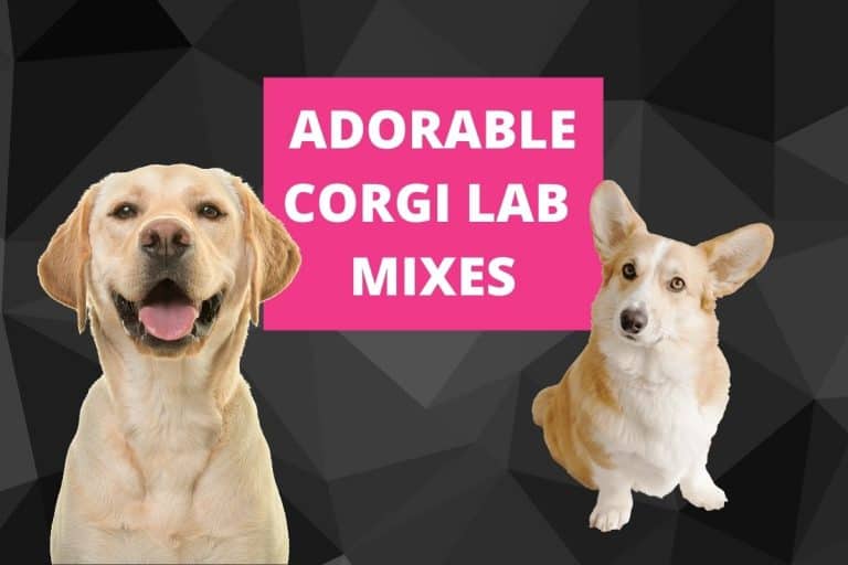 21 Cute Corgi Lab Mixes With Photos (Too Cute!)