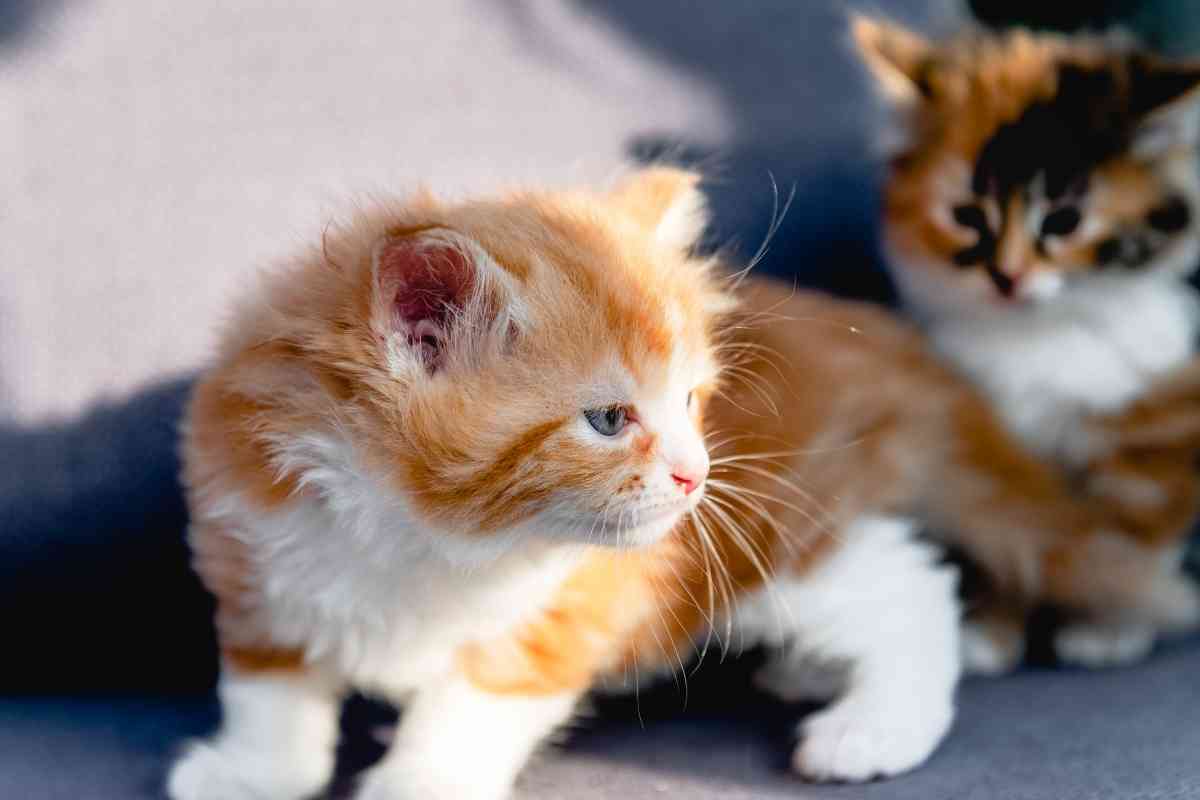 Do Kittens Lose Their Baby Fur? Embora Pets
