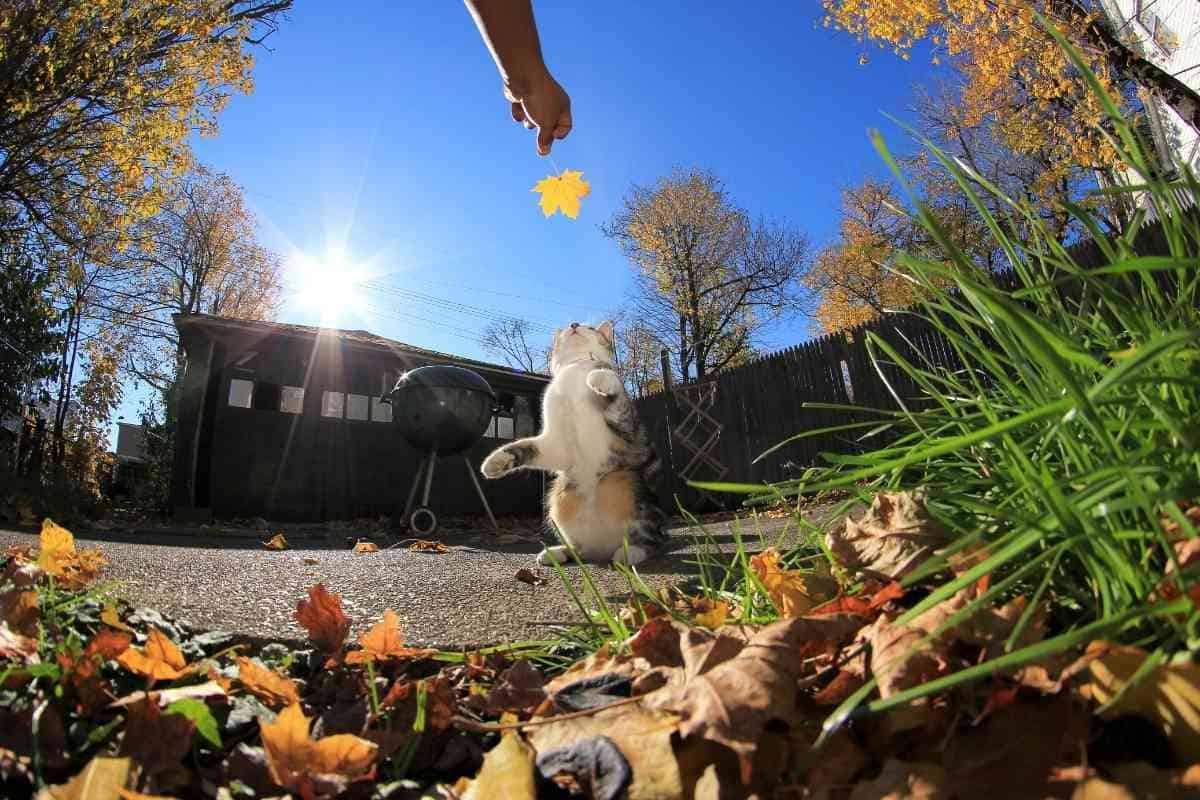 How High Can Kittens Jump? Embora Pets