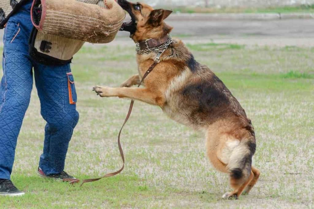 are german shepherds known to be aggressive