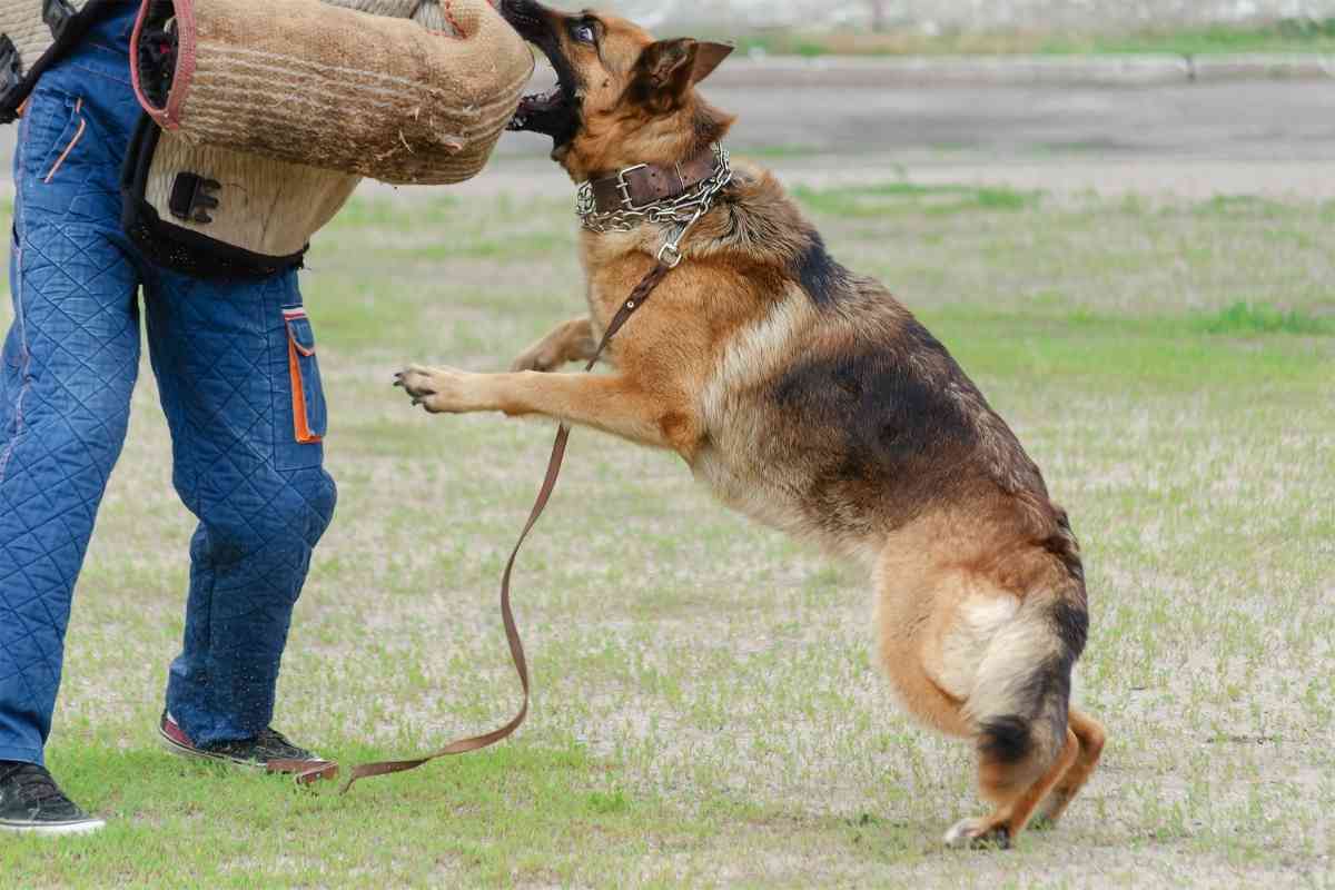 What Age Does a German Shepherd Become Aggressive? - Embora Pets