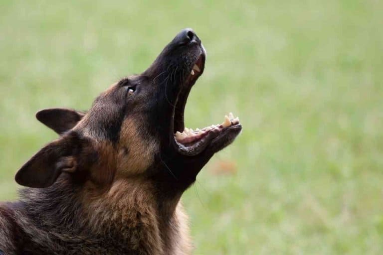 What Age Does a German Shepherd Become Aggressive?