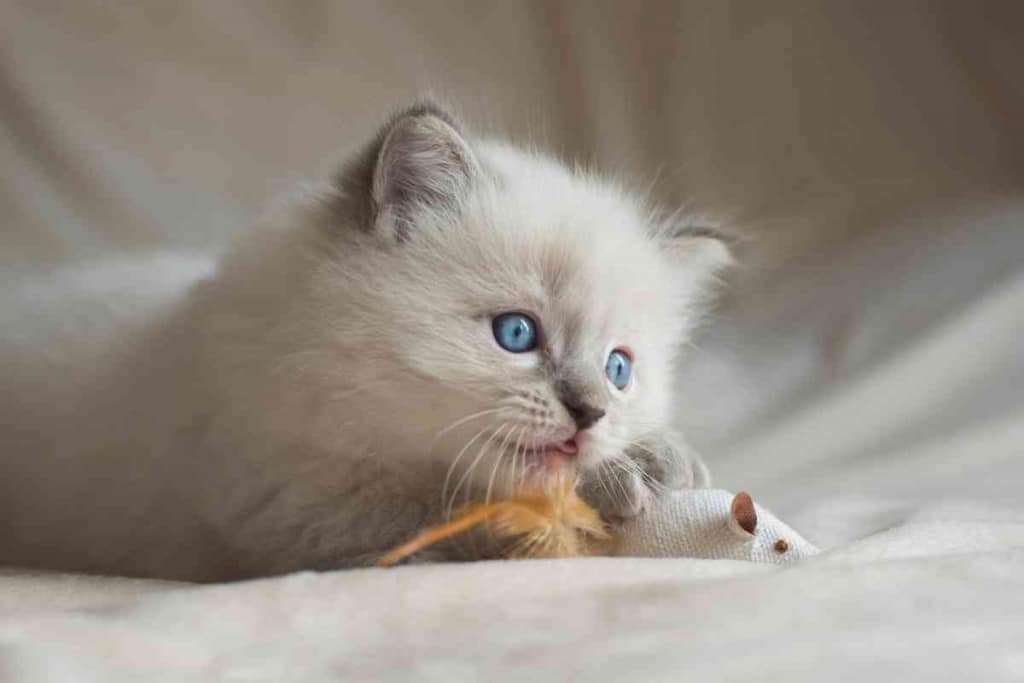 When Do Ragdoll Kittens Eyes Turn Blue 1 <strong>When Do Ragdoll Kittens’ Eyes Turn Blue?</strong>