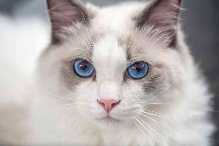 When Do Ragdoll Kittens’ Eyes Turn Blue?
