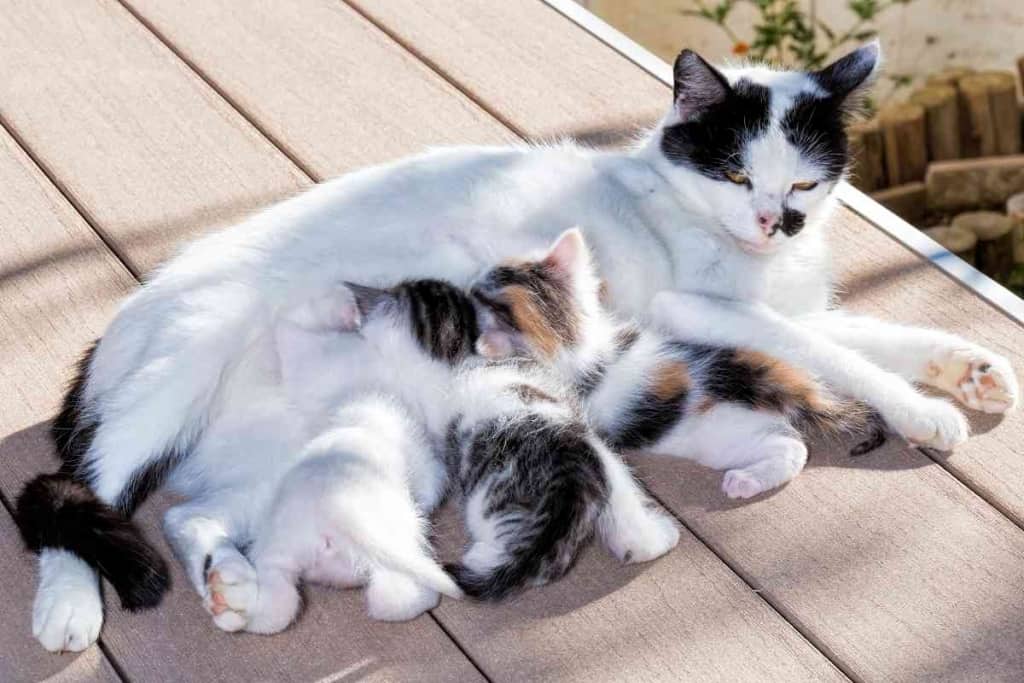 Why Do Mother Cats Hiss At Their Kittens 1 Why Do Mother Cats Hiss At Their Kittens?