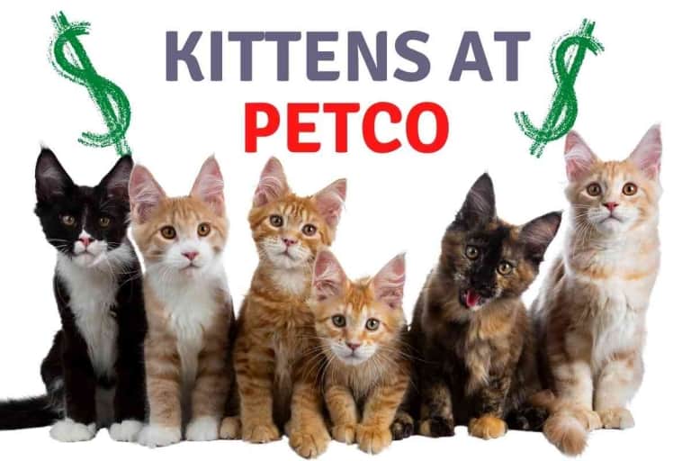How Much Do Kittens Cost At Petco?