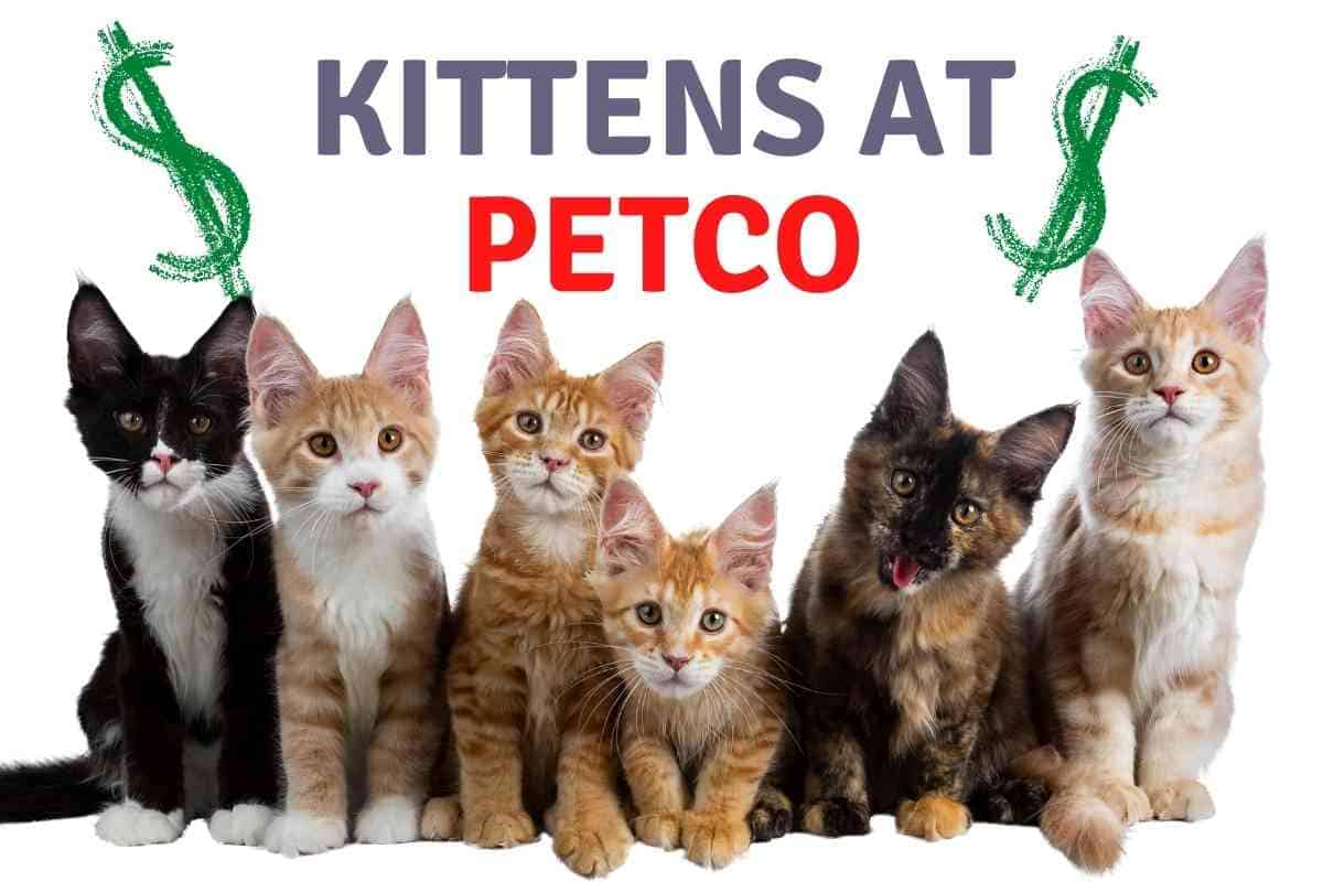 Petco kittens clearance