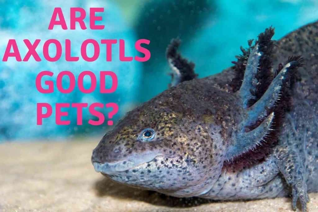 Apakah Axolotls Pet yang Baik?