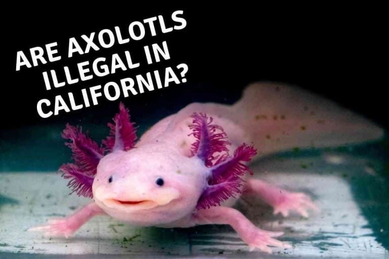 Are Axolotls Illegal In California? If So, Why?