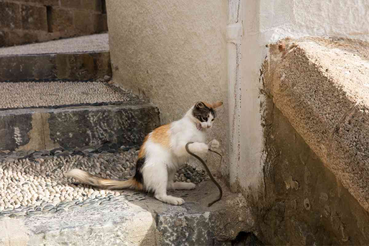 Can A Cat Kill A Snake? [All Cats, Always?] Embora Pets