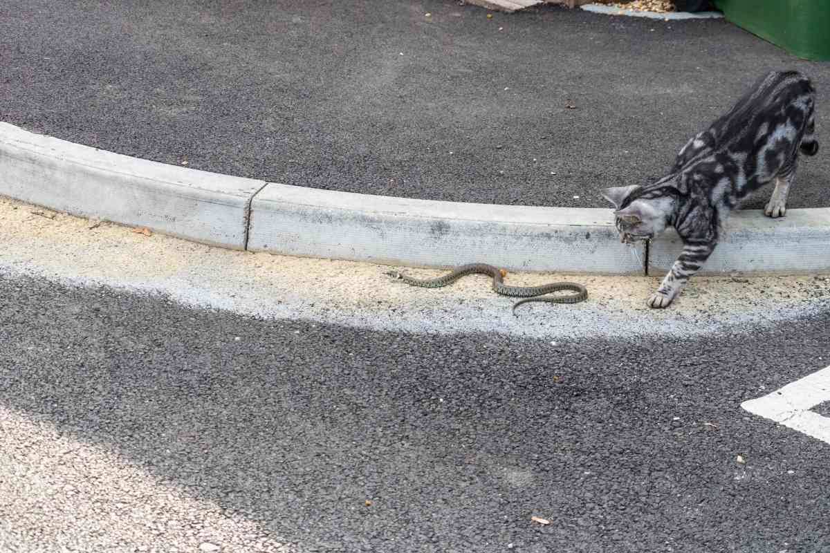 Can A Cat Kill A Snake? [All Cats, Always?] Embora Pets