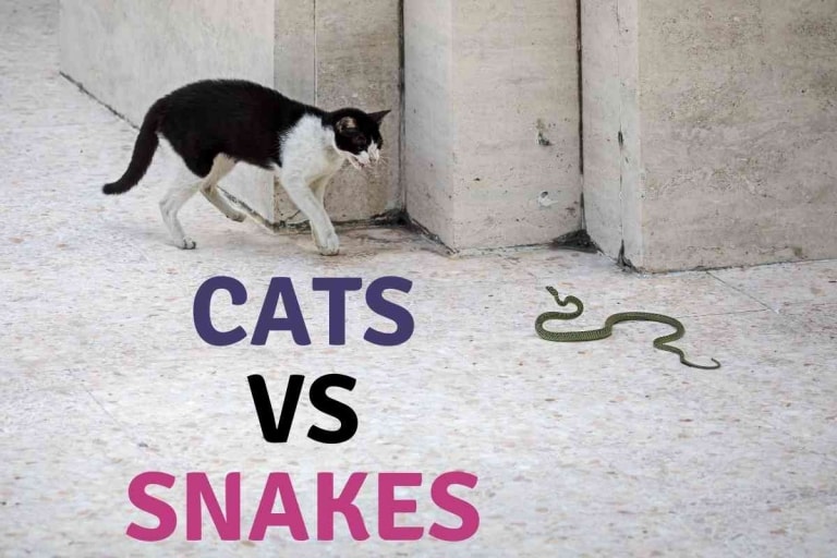 Can A Cat Kill A Snake? [All Cats, Always?]