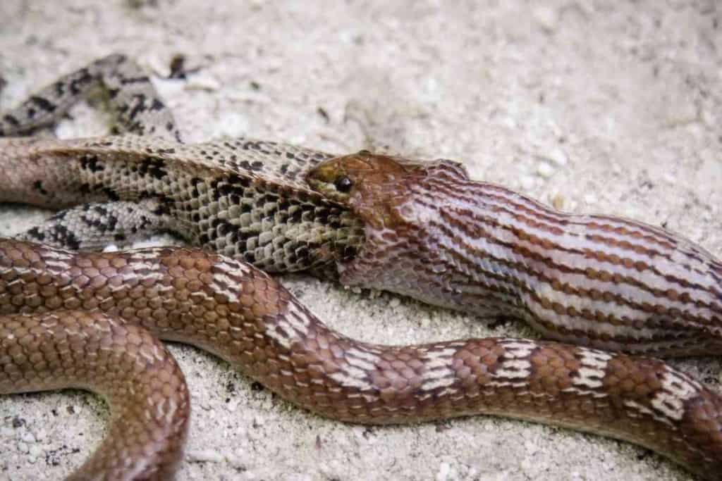 Can A Snake Choke 1 Can A Snake Choke? [The Truth May Surprise You!]