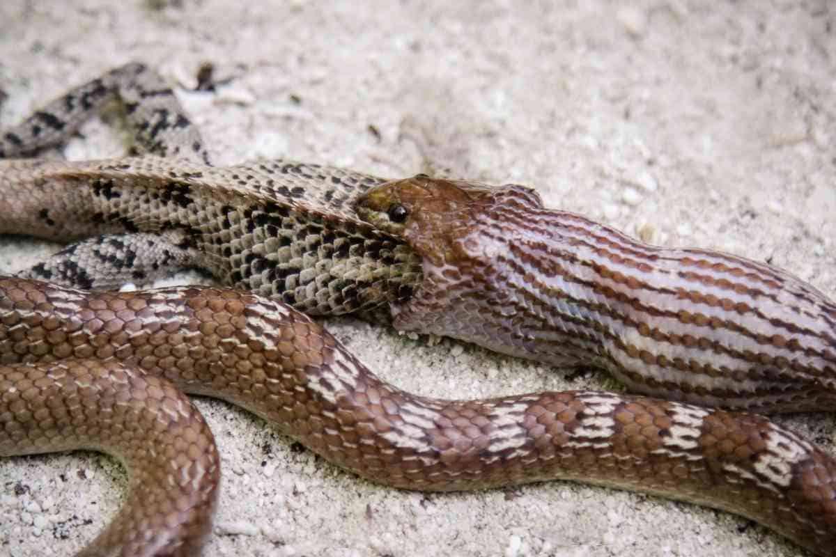 Can A Snake Choke? [The Truth May Surprise You!] Embora Pets