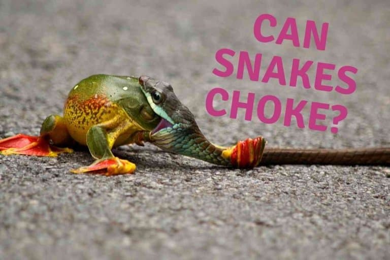 Can A Snake Choke? [The Truth May Surprise You!]