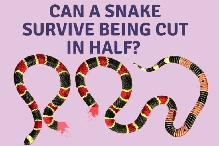 Can A Snake Survive Being Cut In Half? [Find Out First!]