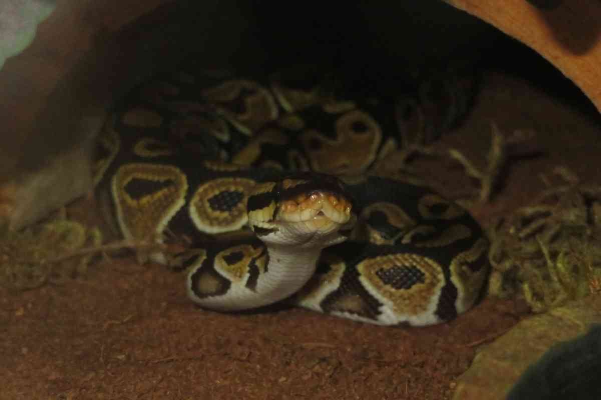 Can Ball Pythons Live With Other Snakes or Reptiles? (Answered