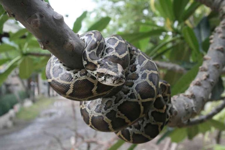 Can Ball Pythons Live With Other Reptiles? (Answered)