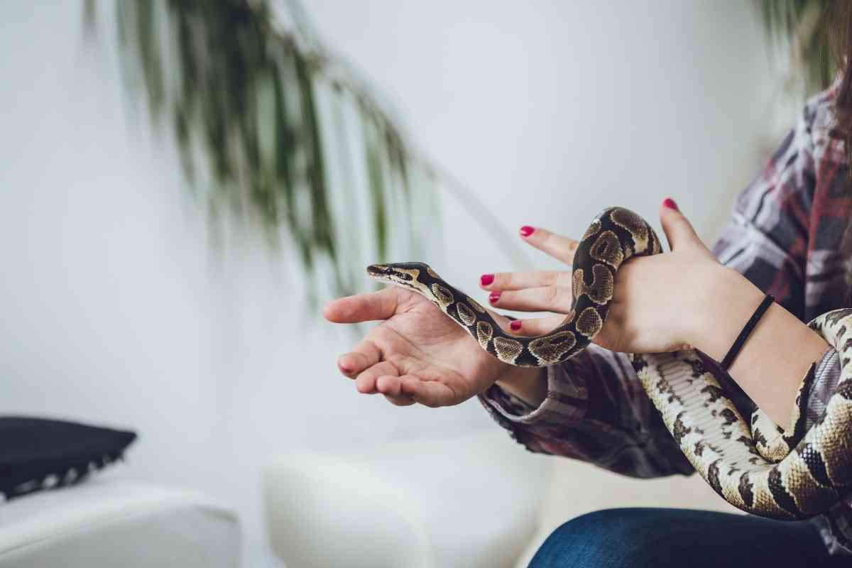 Can I Feed My Snake 2 Mice In One Day? [Answered!] Embora Pets