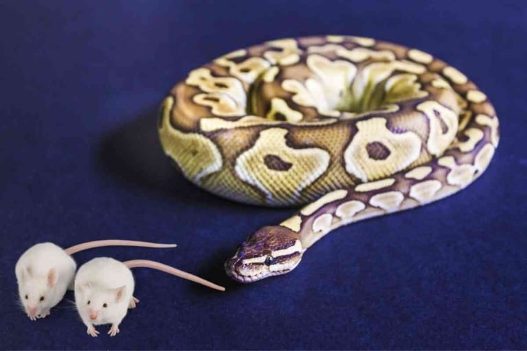 Can I Feed My Snake 2 Mice In One Day? [Answered!]