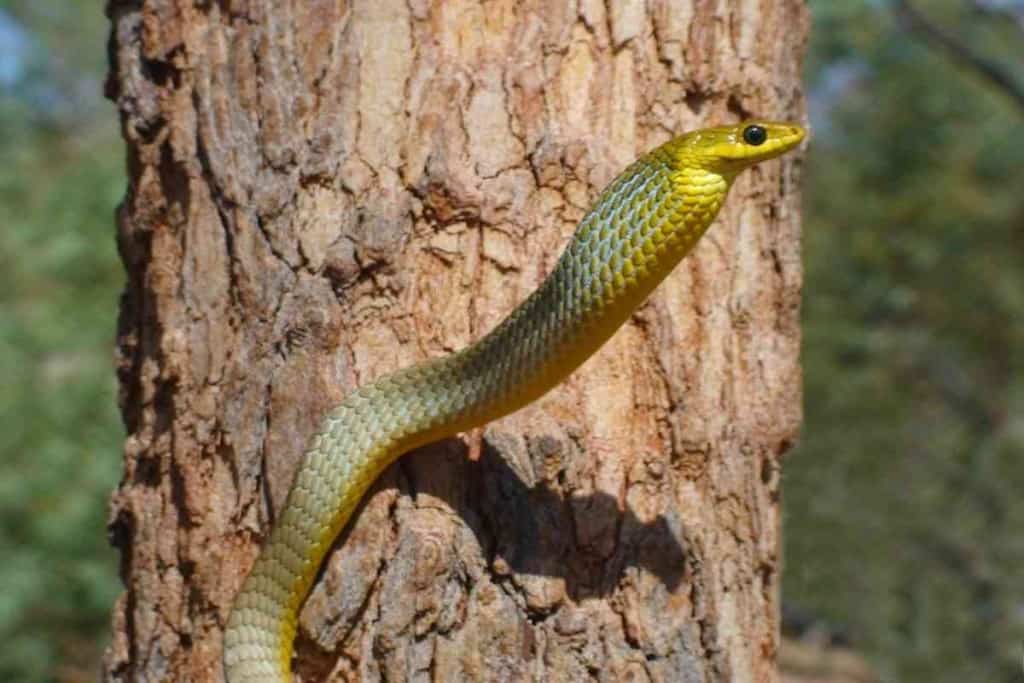 Can Snakes Climb Glass 1 Can Snakes Climb Glass? [The Surprising Answer!]