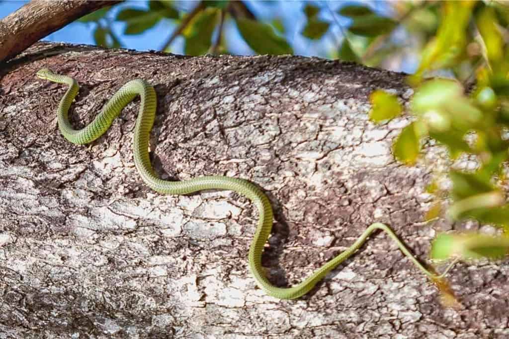 Can Snakes Climb Glass 2 Can Snakes Climb Glass? [The Surprising Answer!]