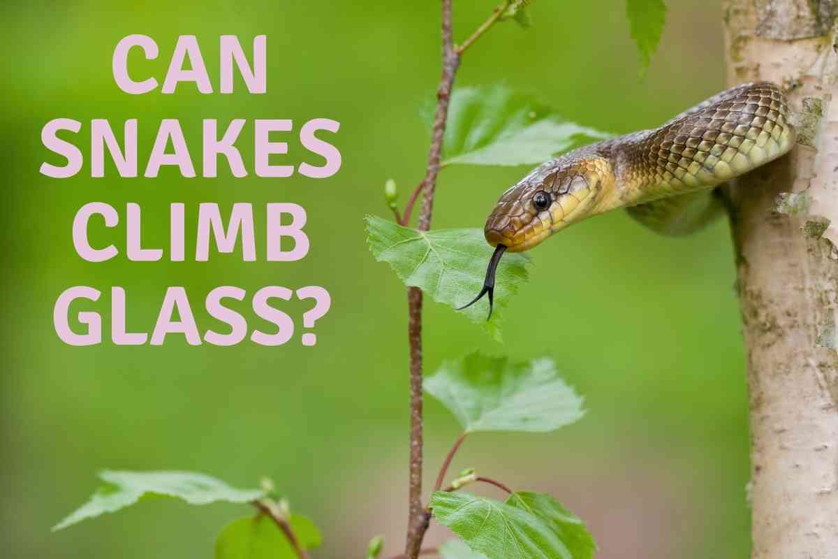 Can Snakes Climb Glass? [The Surprising Answer!] - Embora Pets