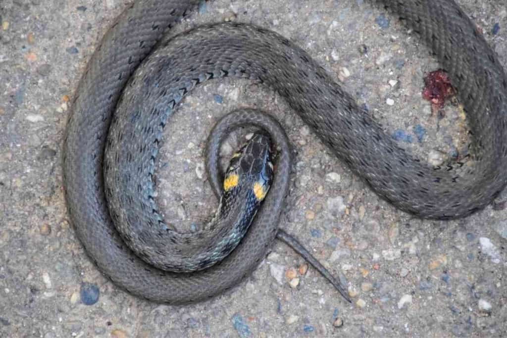 Can Snakes Heal Themselves 1 Can Snakes Heal Themselves? [Important Facts To Know!]