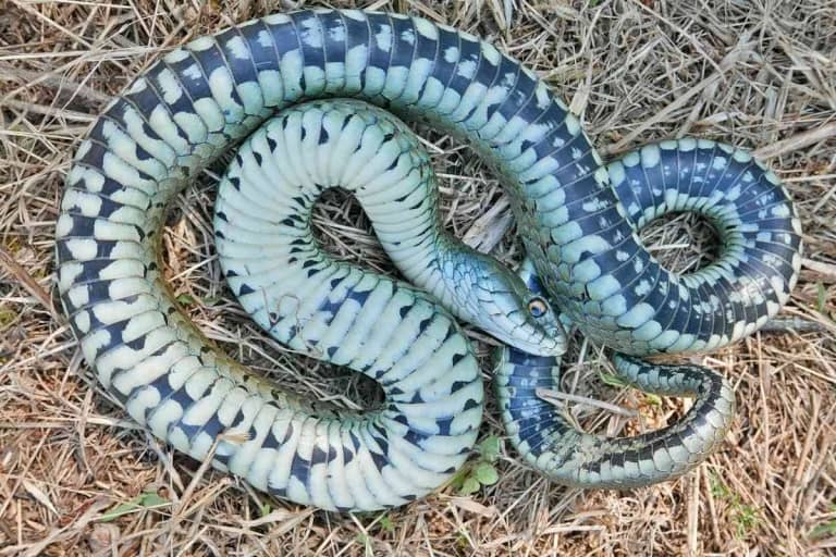 Can Snakes Heal Themselves? [Important Facts To Know!]