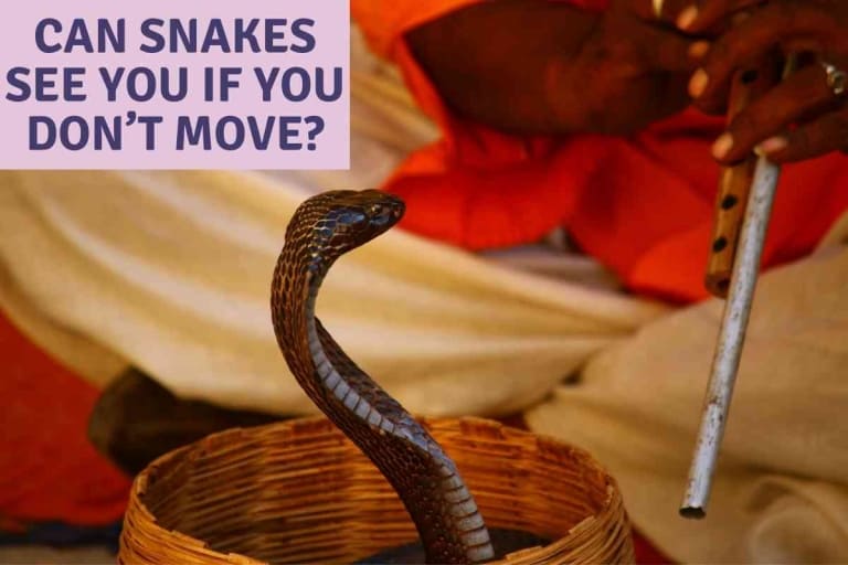 Can Snakes See You If You Don’t Move? [Fact or Fiction?]