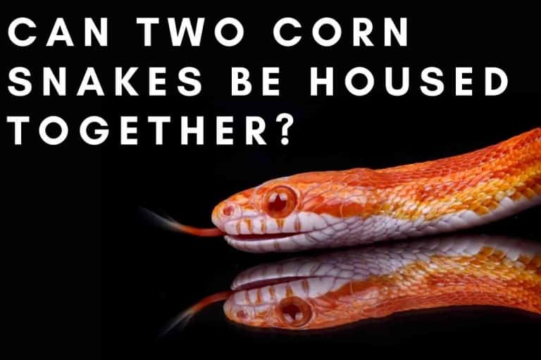 Can Two Corn Snakes Be Housed Together? [Important Facts!]