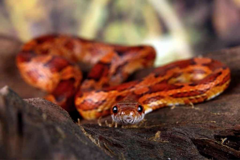Can Two Corn Snakes Be Housed Together 1 Can Two Corn Snakes Be Housed Together? [Important Facts!]
