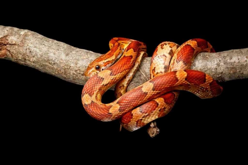 Can Two Corn Snakes Be Housed Together 2 Can Two Corn Snakes Be Housed Together? [Important Facts!]