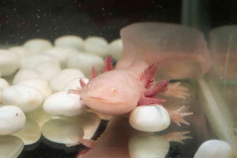Do Axolotls Lay Eggs? [And Why It Matters!] Embora Pets