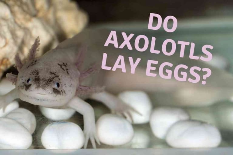 Do Axolotls Lay Eggs? [And Why It Matters!]
