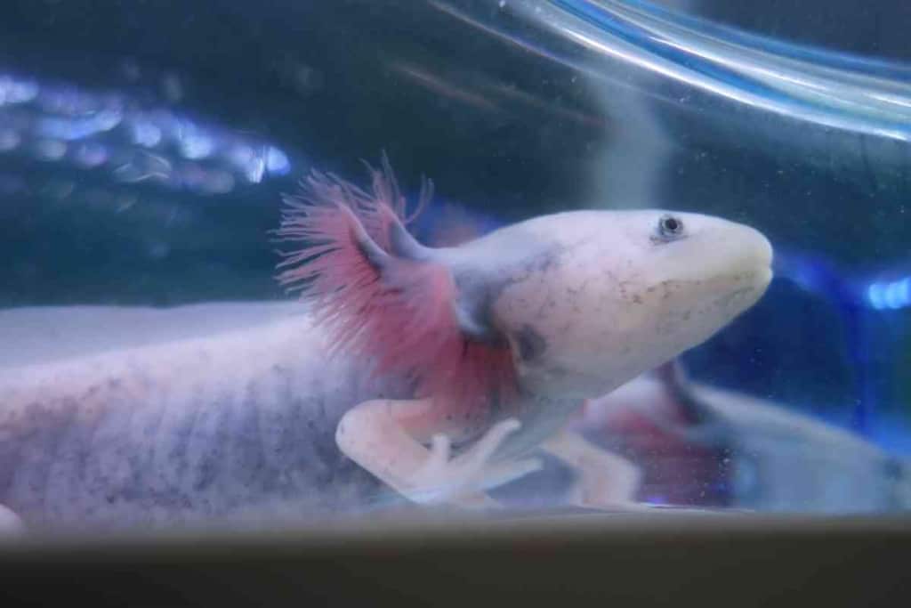 Do Axolotls Make Noise 2 Do Axolotls Make Noise? [And What Does It Sound Like?]