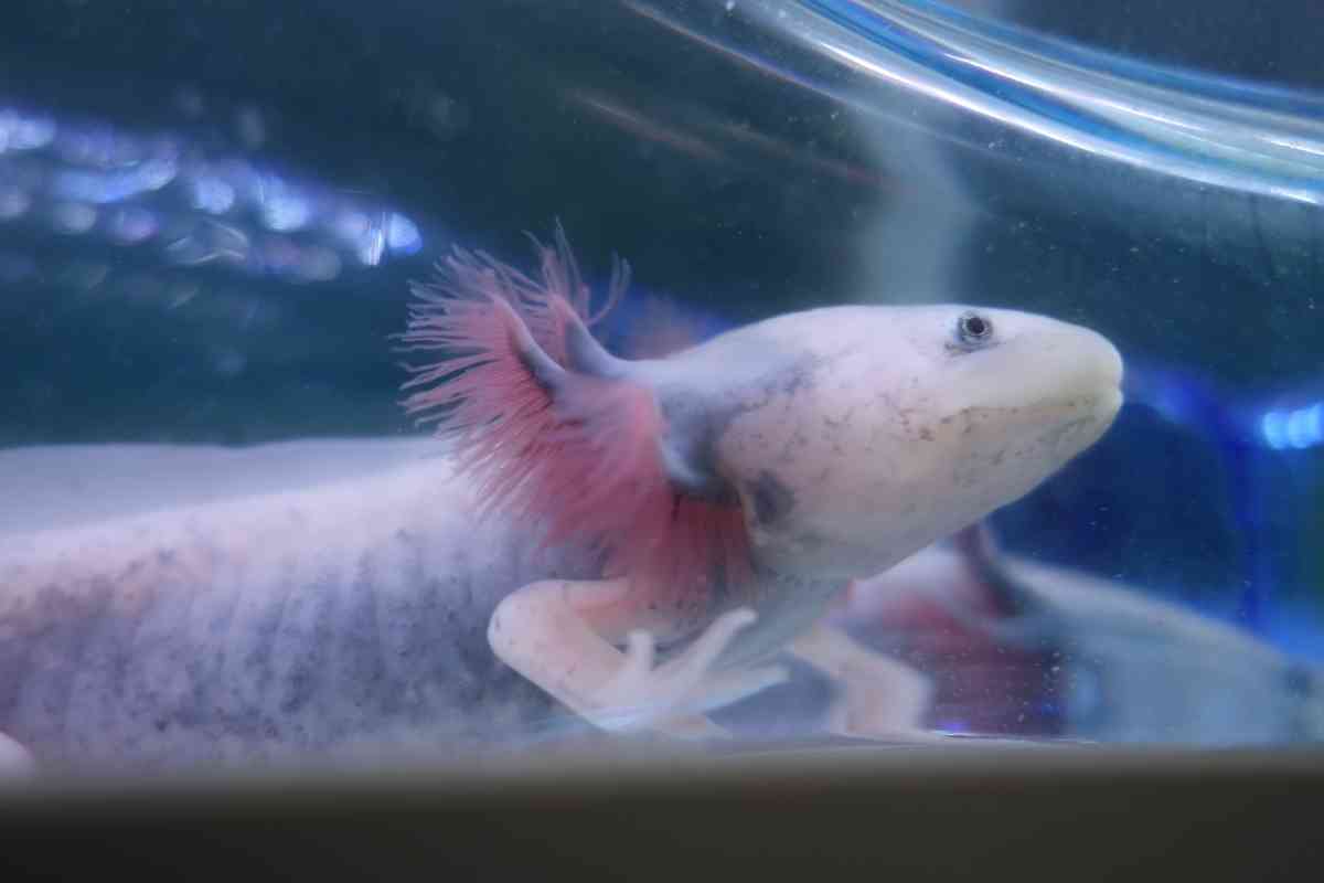 do-axolotls-make-noise-and-what-does-it-sound-like-embora-pets