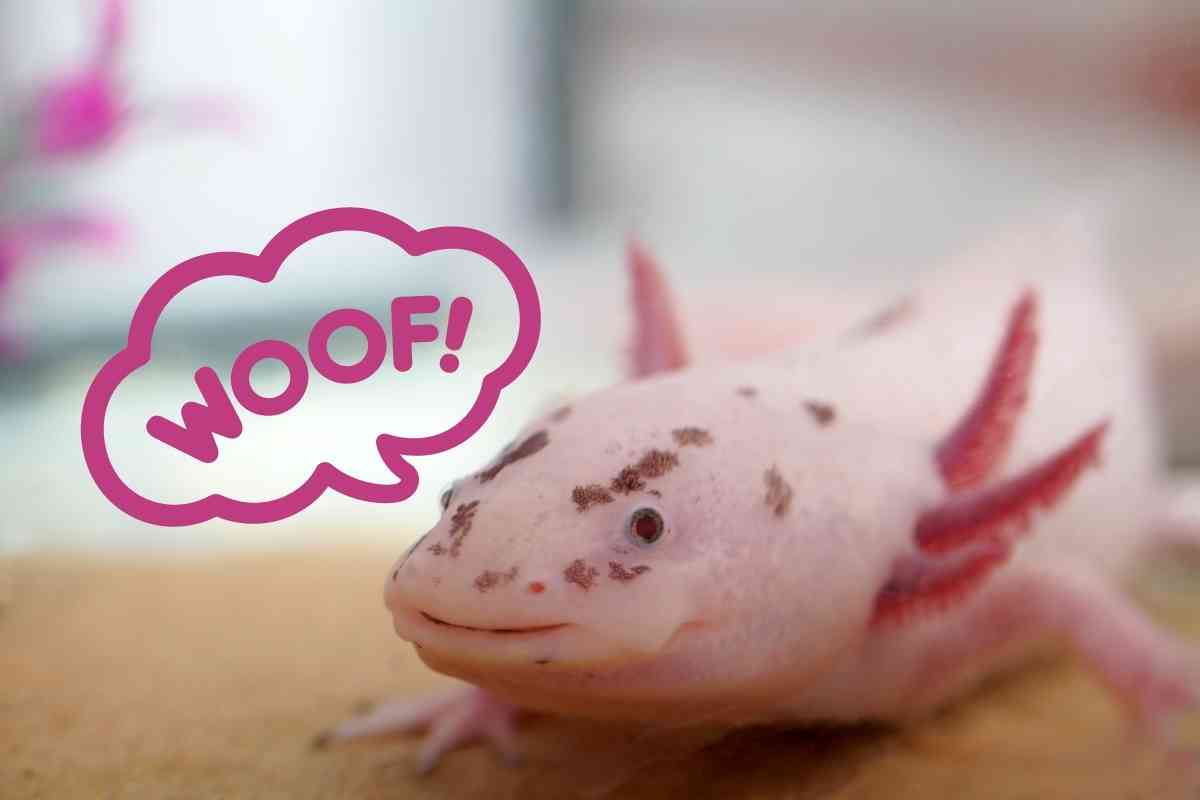 What Sound Does an Axolotl Make  