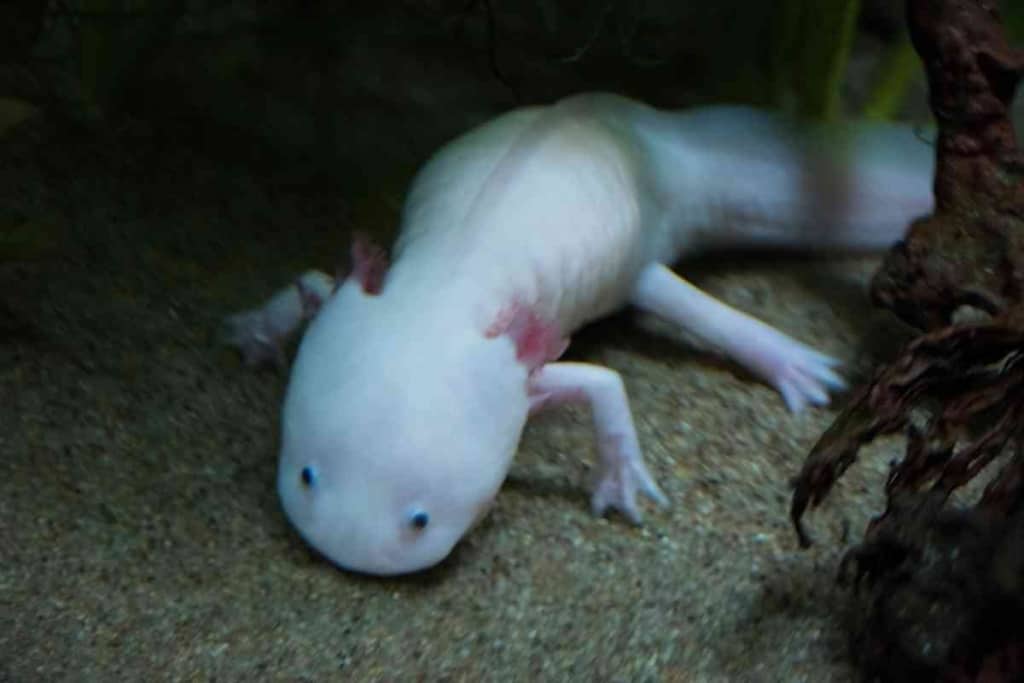 Fun Facts About Axolotls 1 15 Fun Facts About Axolotls Even You Don’t Know!