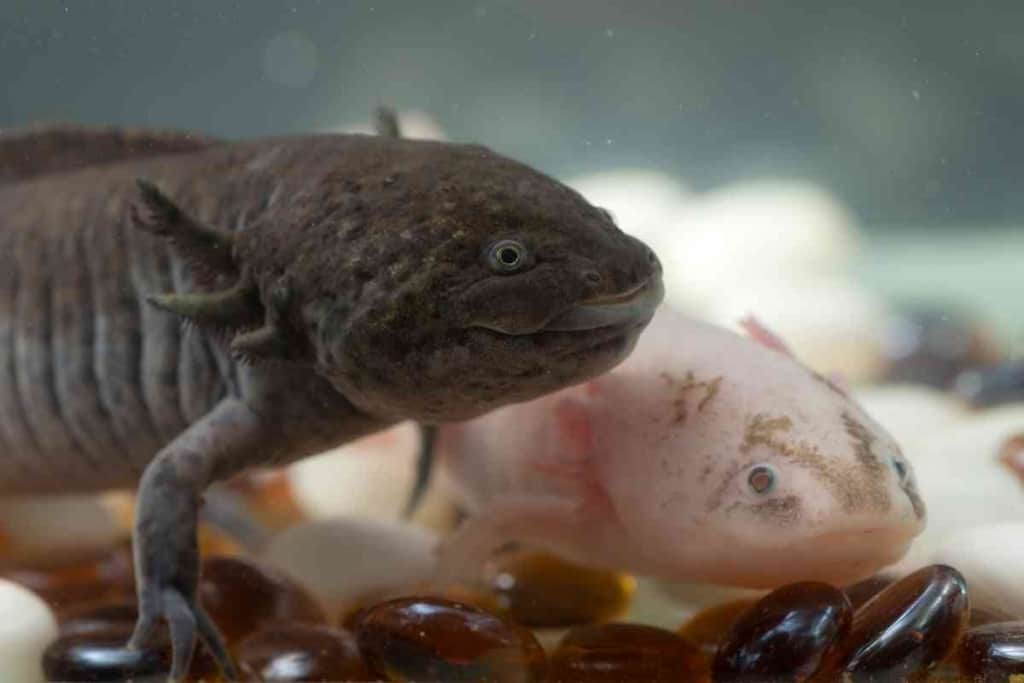 Fun Facts About Axolotls 4 22 Fun Facts About Axolotls Even You Don’t Know!