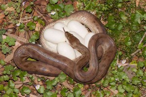 How Can You Tell The Gender Of A Snake? - Embora Pets