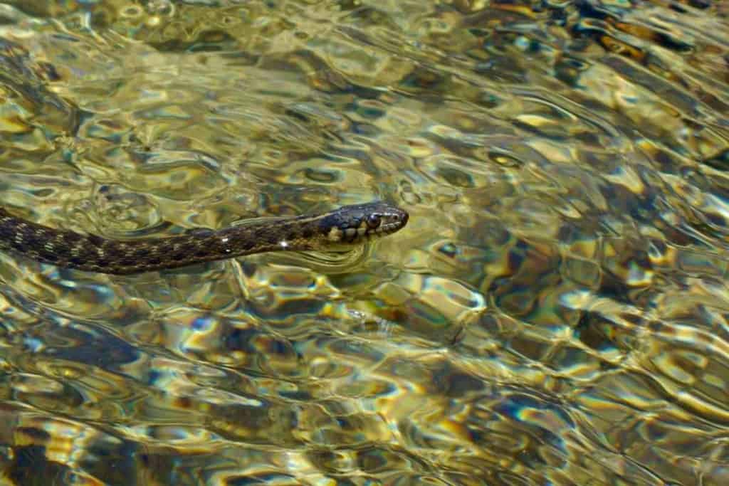 How Long Can Snakes Hold Their Breath 1 How Long Can Snakes Hold Their Breath?