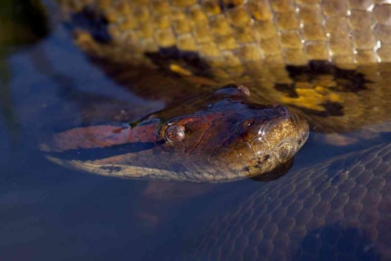 How Long Can Snakes Stay Underwater? [Longer Than You Think]