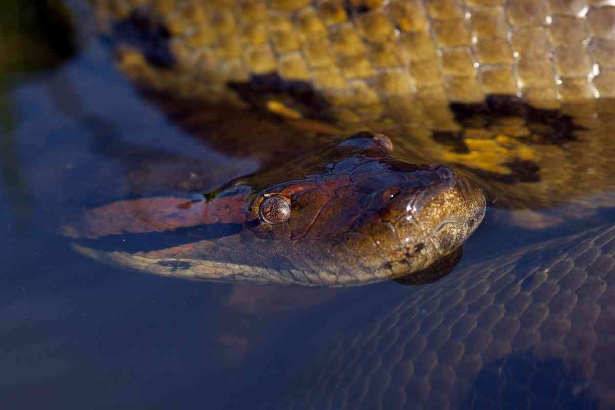 How Long Can Snakes Stay Underwater? [Longer Than You Think] - Embora Pets