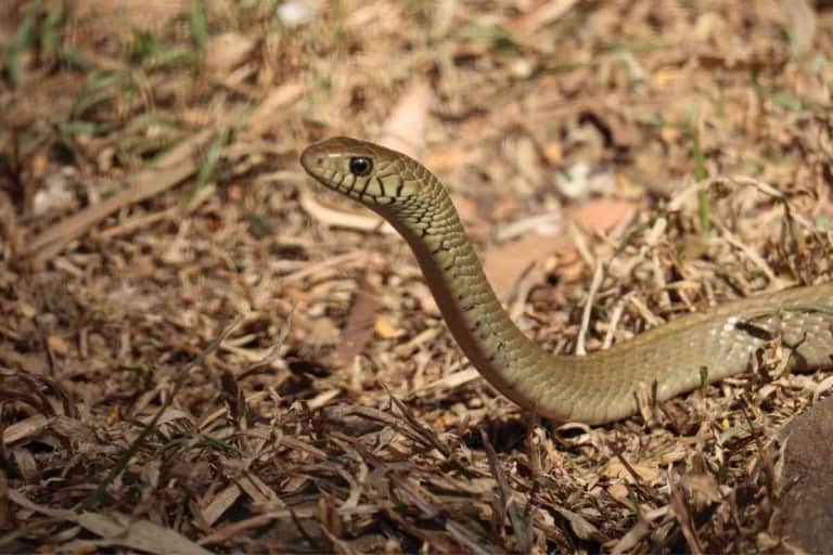 What Is A Chicken Snake? [The Surprising Answer!] Embora Pets