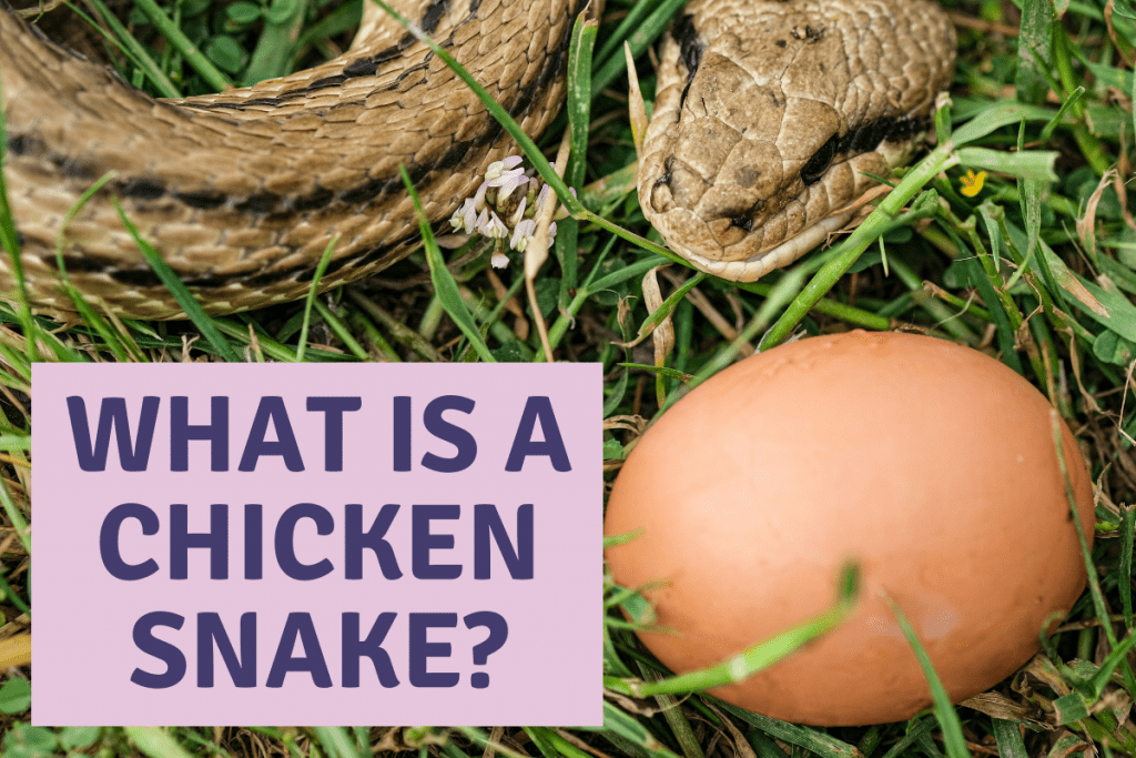 What Is A Chicken Snake 1 1 What Is A Chicken Snake? [The Surprising Answer!]