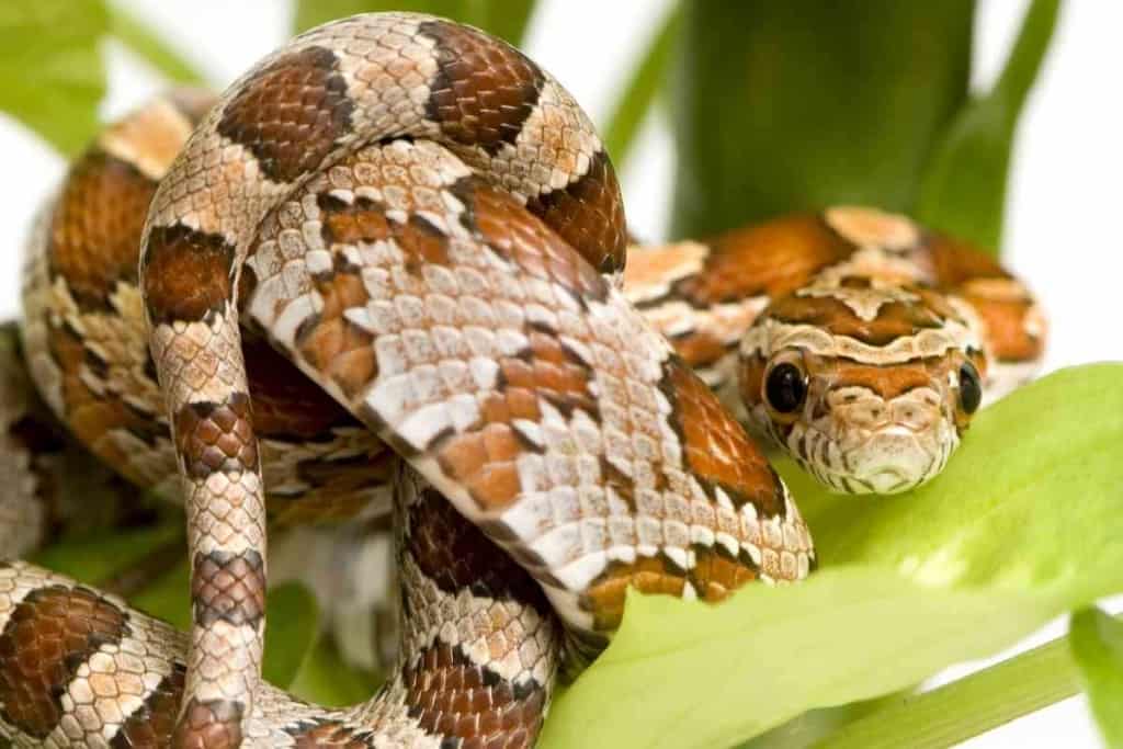 What are the friendliest pet snakes 1 Top 7 Friendliest Pet Snakes [And Why They’re Great!]