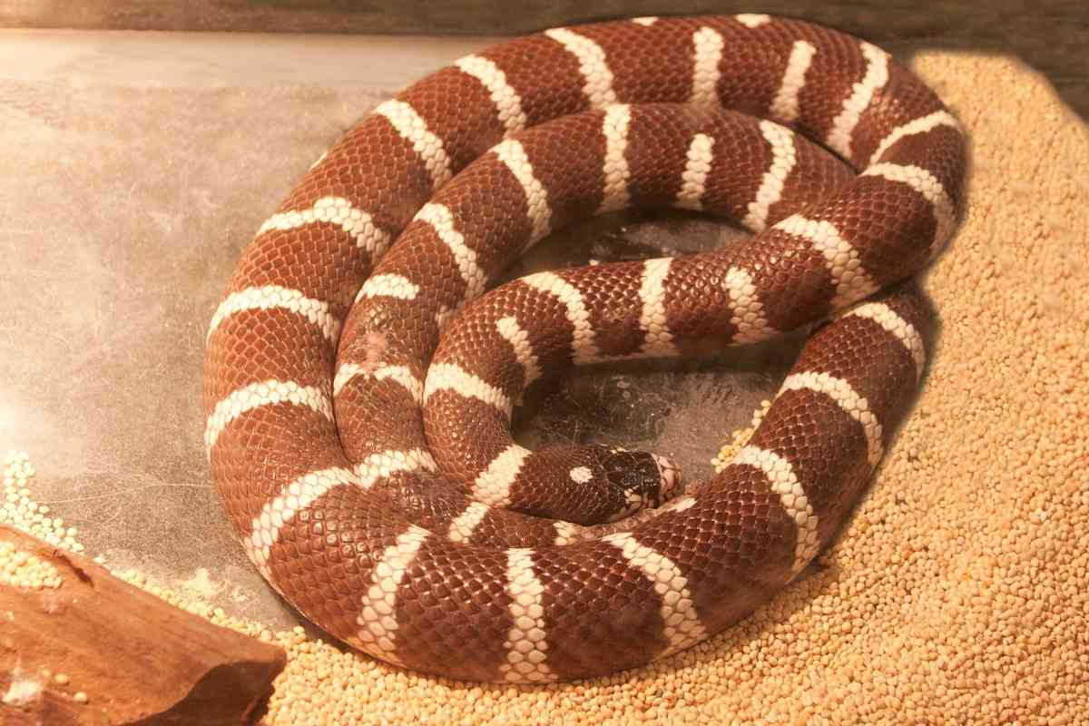 Top 7 Friendliest Pet Snakes [And Why They’re Great!] - Embora Pets