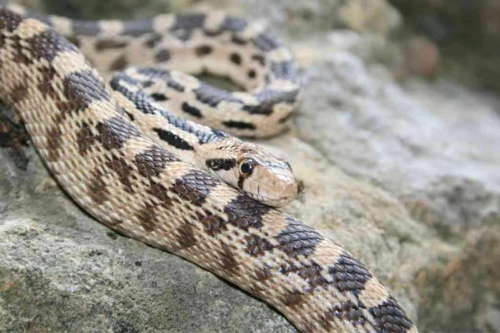What are the friendliest pet snakes 4 Top 7 Friendliest Pet Snakes [And Why They’re Great!]